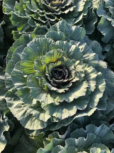 Cabbage And Kale Close-up of ornamental cabbage plant in garden.