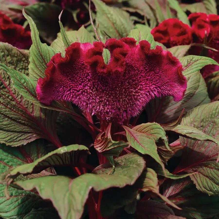 Celosia Dracula Flower Vibrant pink cockscomb flower with green leaves.