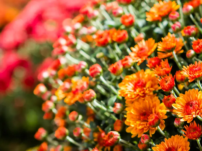 Vibrant orange and red chrysanthemum flowers blooming.