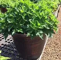 Faux Wooden Basket Planter Mums Potted green plant in sunlit garden setting