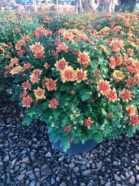 Large Orange Mums Large Orange Mums