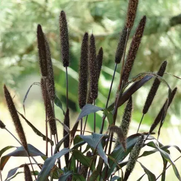 Millet Annual Plant Close-up of brown ornamental grass in garden
