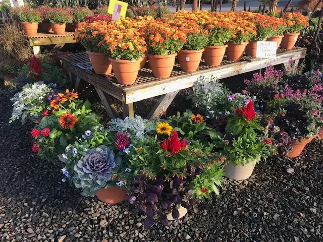 Mixed Annual Planters Colorful potted flowers on rustic market display