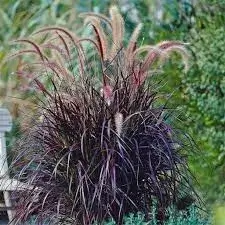 Purple Fountian Grass Purple fountain grass in garden setting