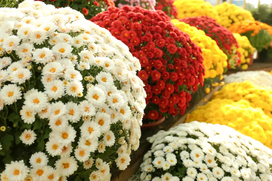 Colorful chrysanthemum flowers in full bloom