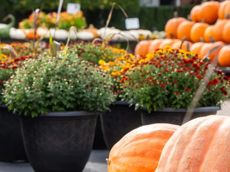Close-up of large pumpkins in the foreground with rows of colorful mums in black pots behind them, evoking a festive autumn market atmosphere.