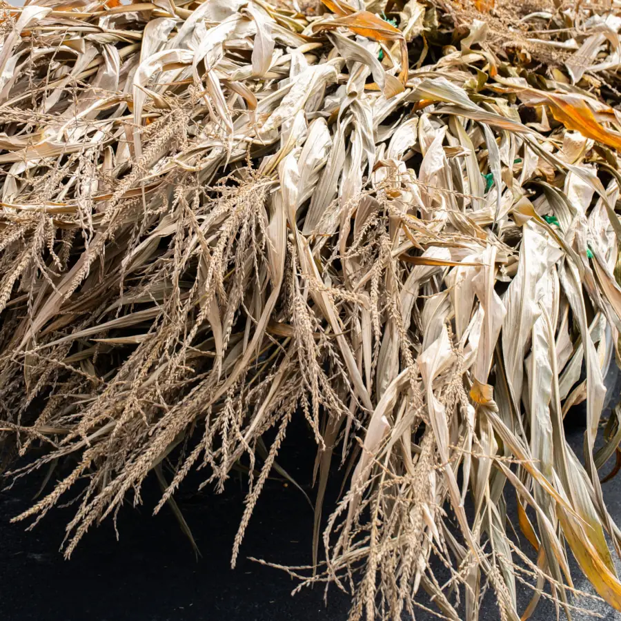 A dense pile of dried corn stalks and leaves lies on a dark surface, showcasing light brown and beige tones, conveying an autumnal, rustic feel.