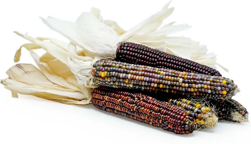 Colorful heirloom corn cobs with husks.