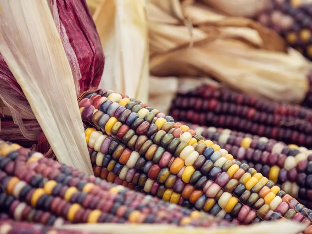Close-up of colorful corn cobs with husks. The kernels display a variety of vibrant shades like yellow, purple, and white, conveying a rustic, autumnal feel.