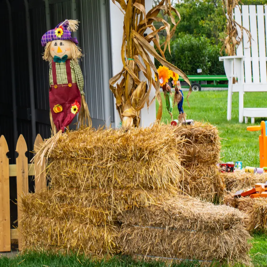 A cheerful scarecrow with a purple hat stands atop hay bales, surrounded by cornstalks. A vibrant autumn scene with a white chair in the grassy background.