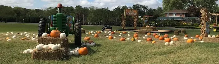 Countryview Farms Nursery field of pumpkins, tractor, hay bales outdoors