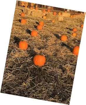 Pumpkin Patch Field