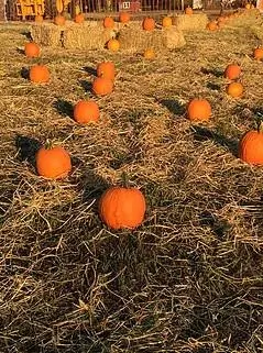 Pumpkin Patch Sun Shining Down