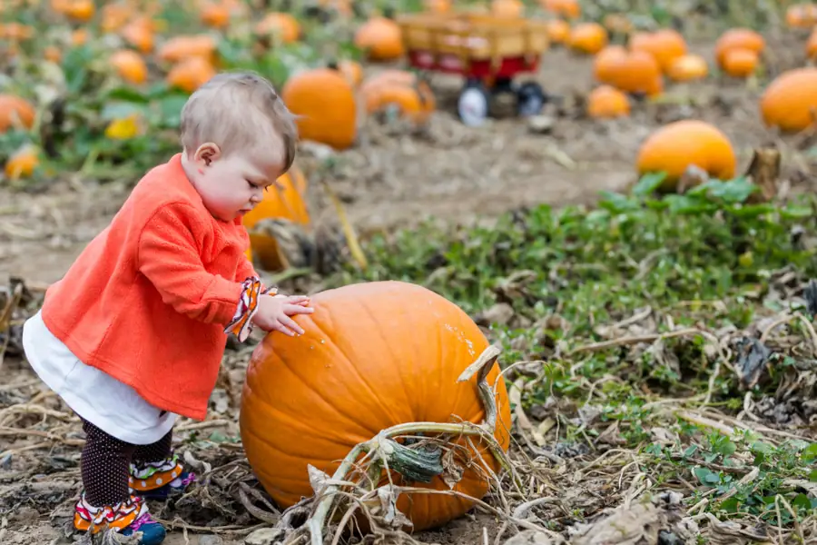 Baby exploring pumpkin patch field