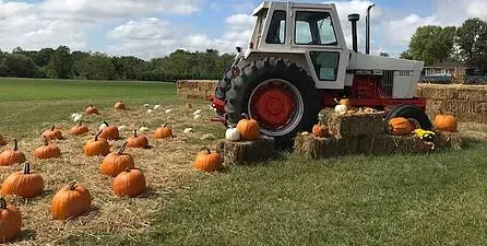 Tractor and pumpkins on hay bales in field.