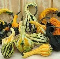 Assorted decorative gourds in various colors and shapes.
