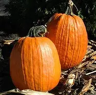 Two pumpkins on a bed of leaves.