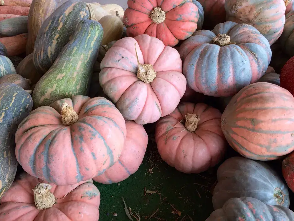 Pile of colorful pumpkins and squash.
