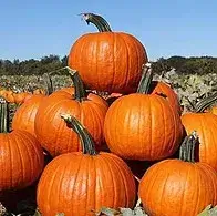 Ripe pumpkins stacked in a sunny field.