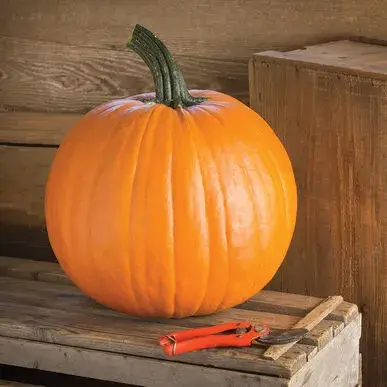 Medium-sized pumpkin on wooden crate with pruning shears