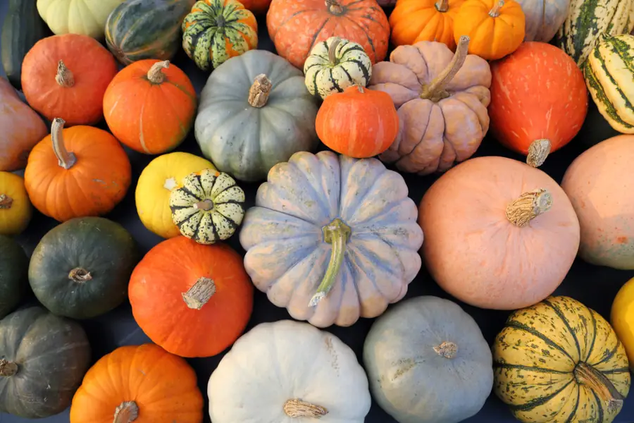 Assorted colorful pumpkins and gourds display