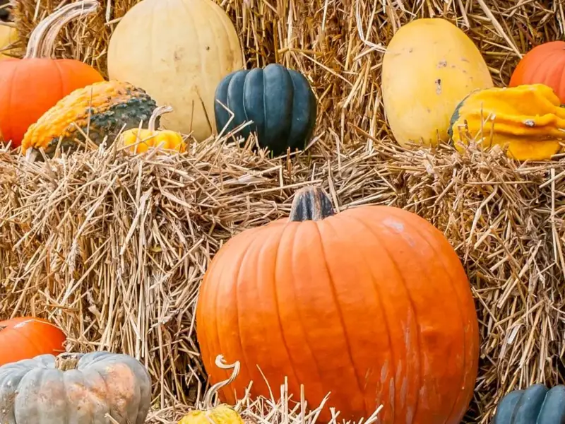 Colorful pumpkins and gourds on hay bales.