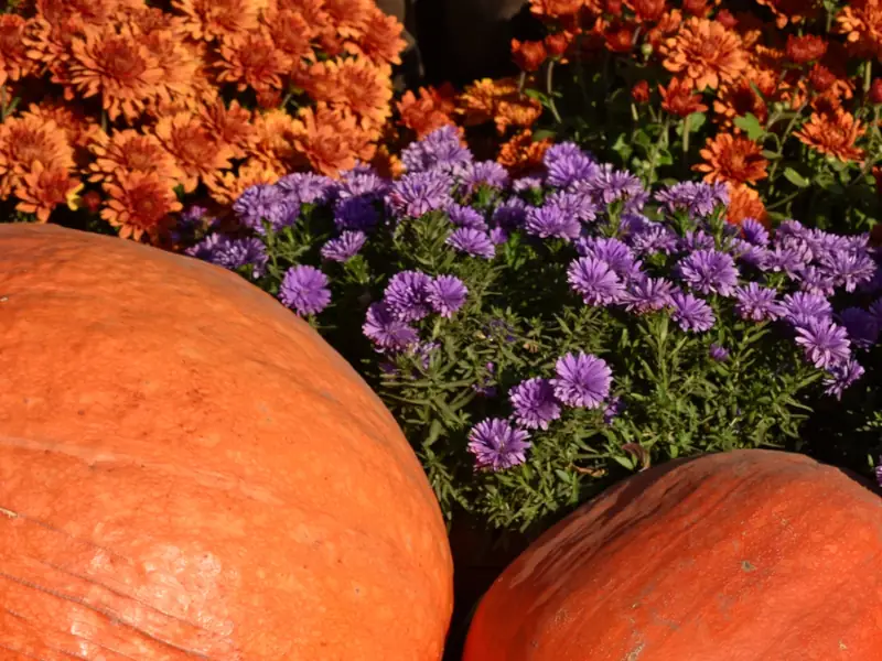 Pumpkins with purple and orange flowers