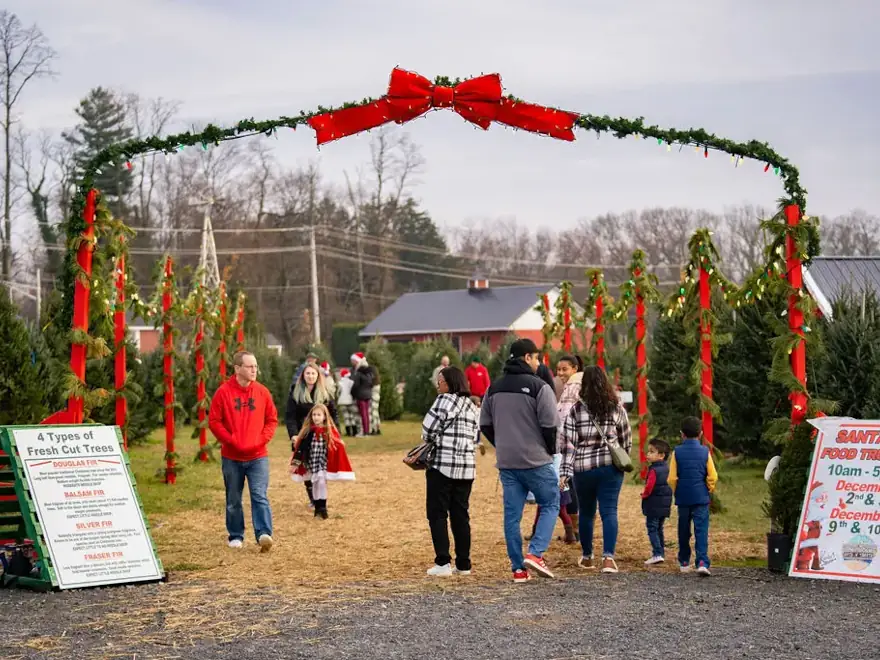 Countryview Farms Nursery Christmas Tree Market Christmas tree farm entrance with festive decorations.