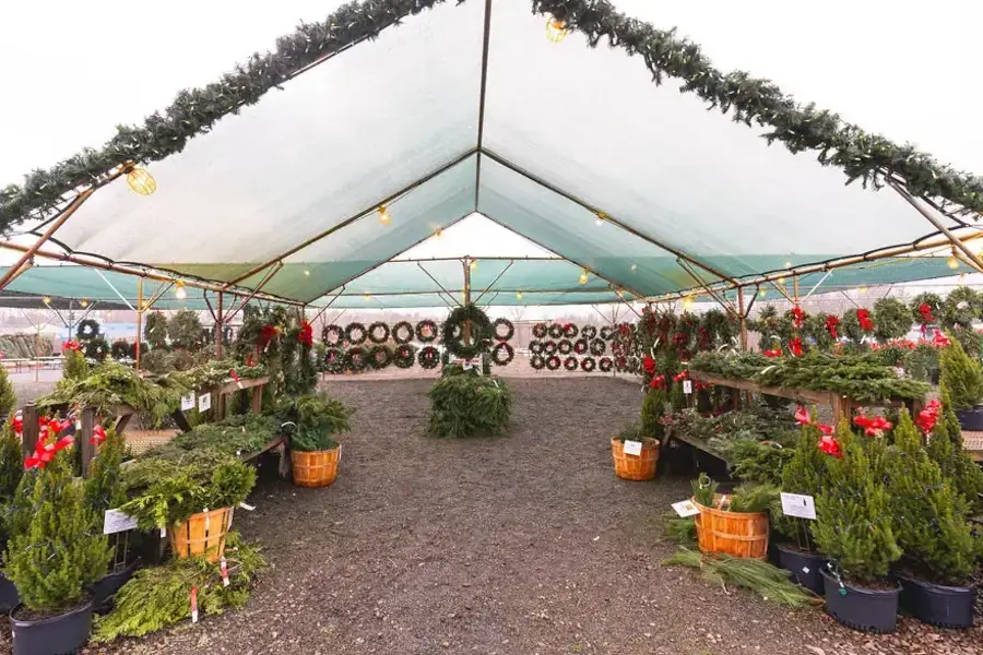 Decorative shrubs for sale.