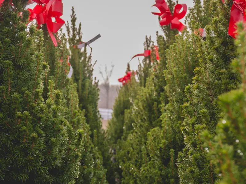 Christmas trees with red ribbons in rows.