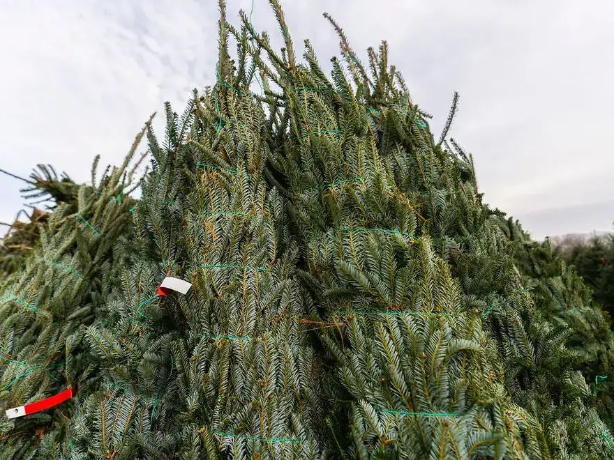 Christmas Trees Stacked Together Stacked Christmas trees for sale outdoors