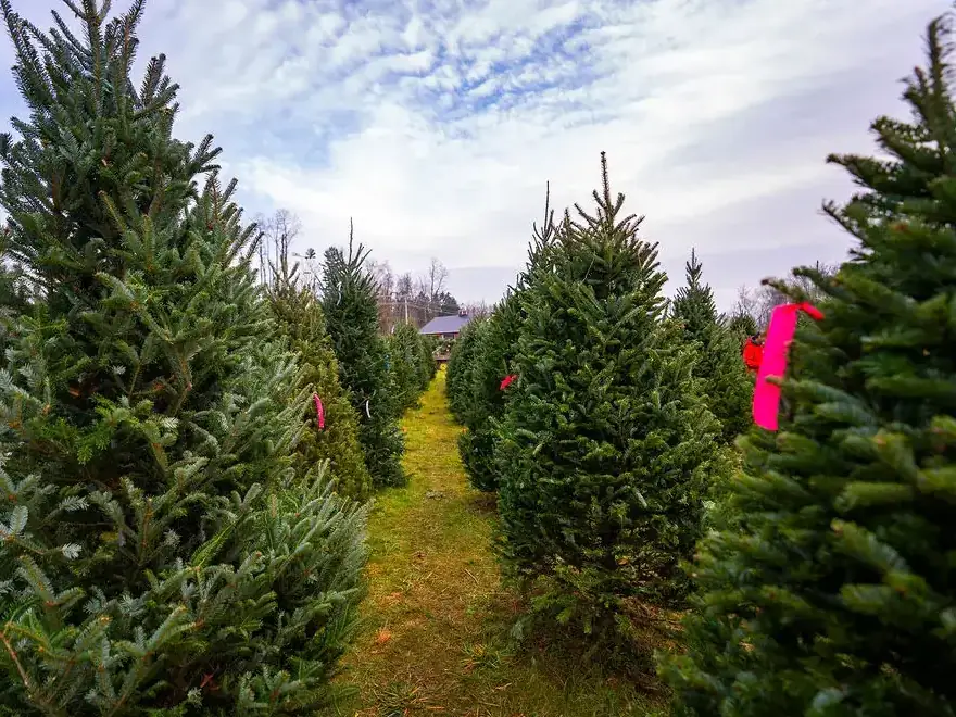 Countryview Farms Christmas Tree Lot Christmas tree farm with rows of evergreens