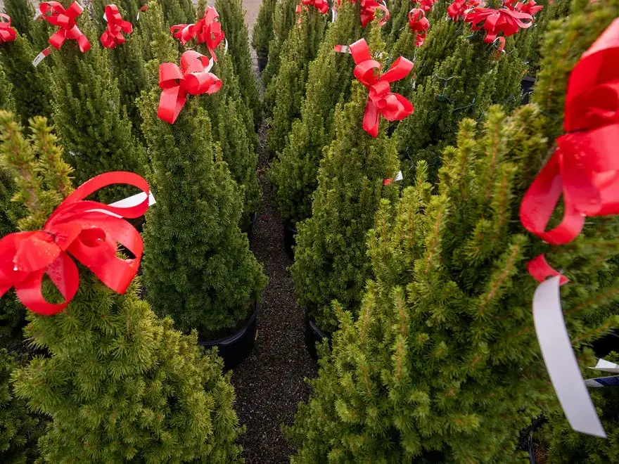 Countryview Farms Fresh Trees Christmas trees with red bows in a nursery.