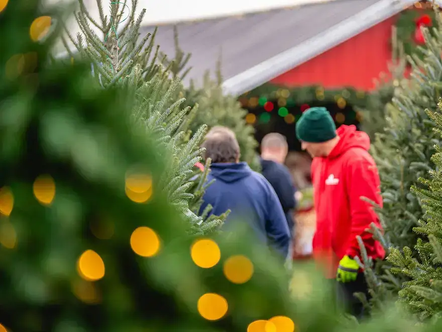 Countryview Farms Worker Christmas Season People browsing Christmas trees at outdoor market.