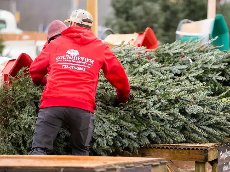 Countryview Farms Workers Preparing Tree Worker carrying Christmas trees at nursery.