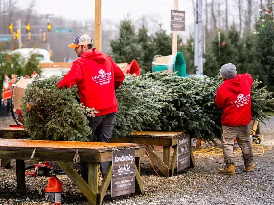 Countryview Farms Workers Preparing Trees Workers preparing Christmas trees at outdoor market.