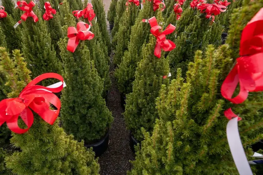 Small Christmas trees with red bows for sale.