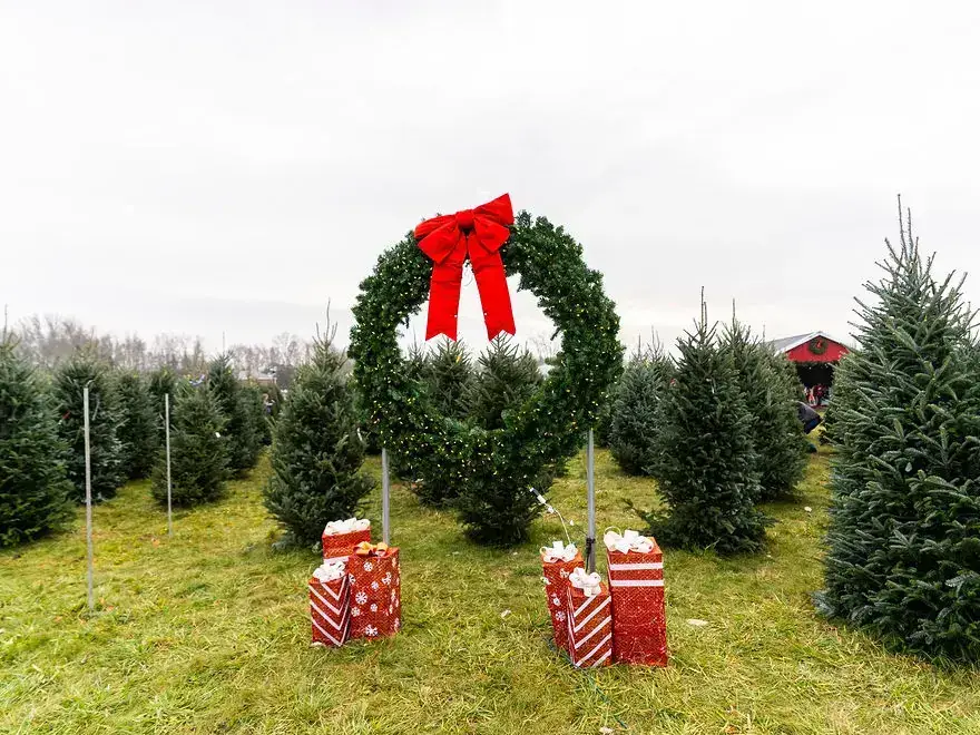 Wreath Among Christmas Trees Christmas wreath and gifts in tree farm