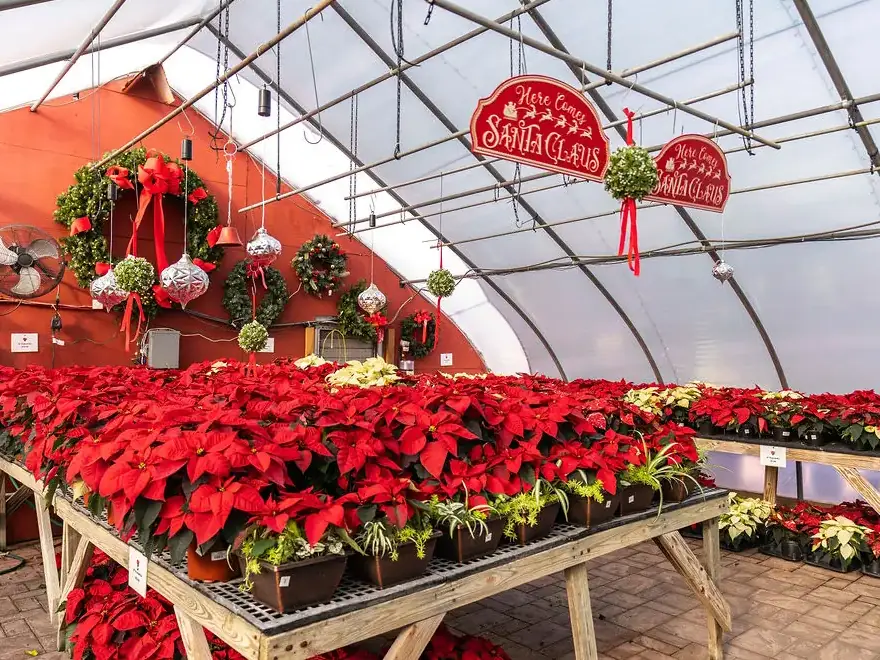 Countryview Farms Christmas Decoration Products 8 Greenhouse with poinsettias and Christmas decorations.