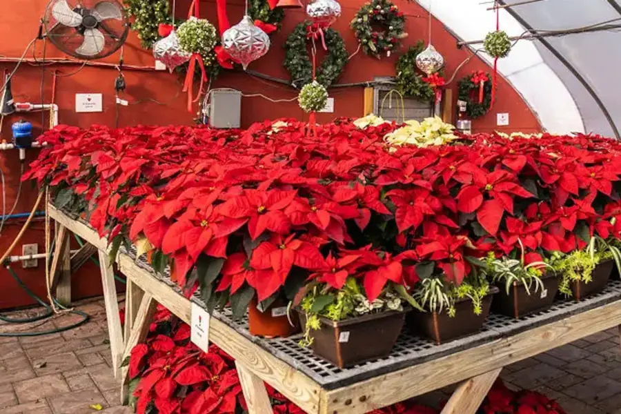 Poinsettia plants in a festive greenhouse display.