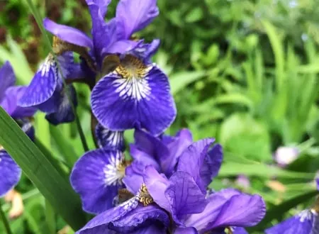 Blue Iris Flowers Blue Iris Flowers