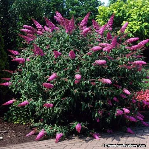 Butterfly Bush Pink Delight Butterfly Bush Pink Delight