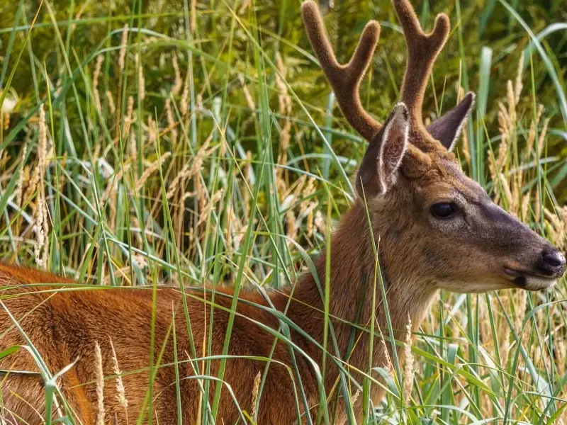 Deer-buck standing in tall grass meadow field