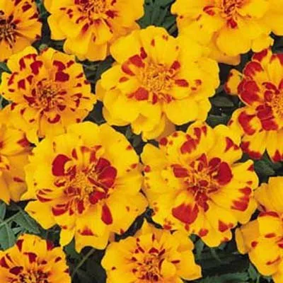 Marigold Durango Bolero Marigold Durango Bolero