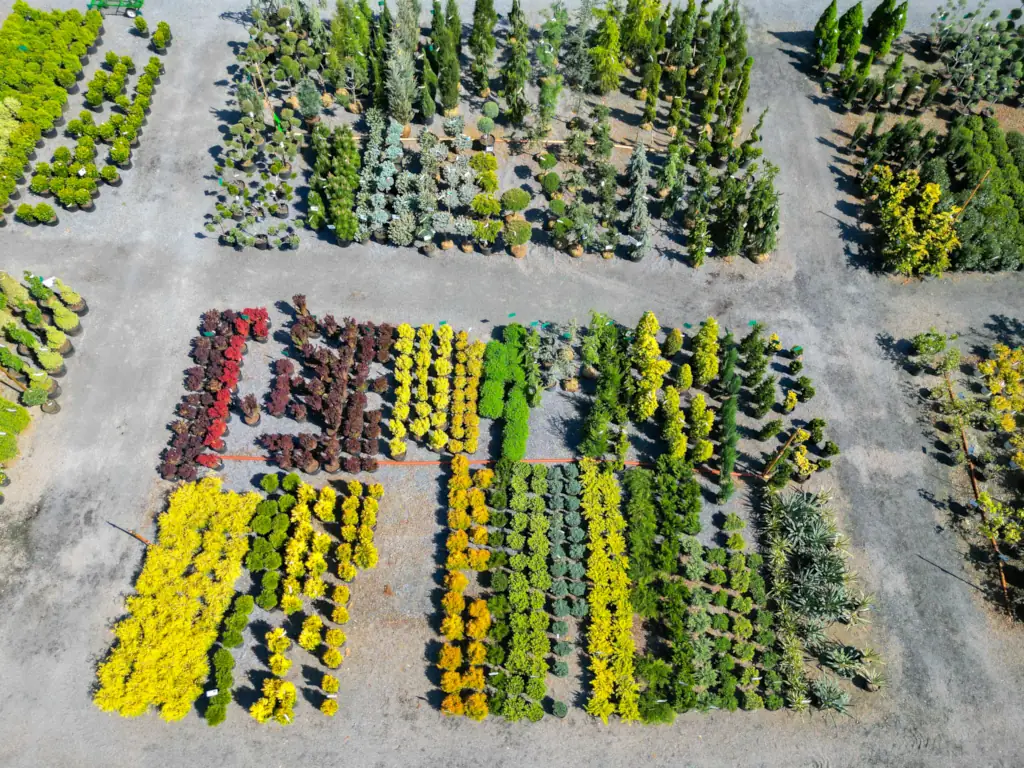 Aerial view of colorful plant nursery arrangements.
