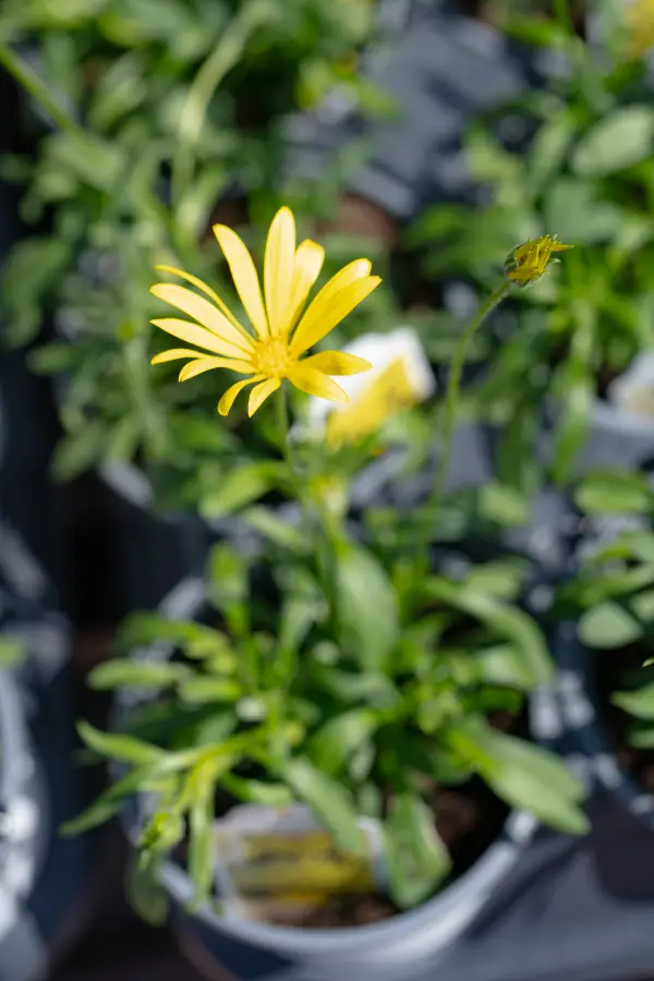 Annual Plant Yellow Bloom