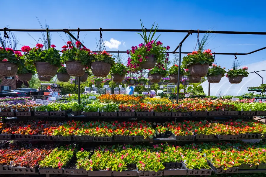 Begonia Bedding Annual Petunia