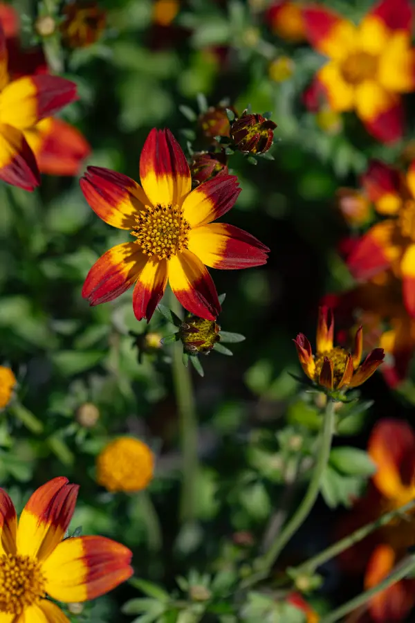 Bidens Annual Orange Plants