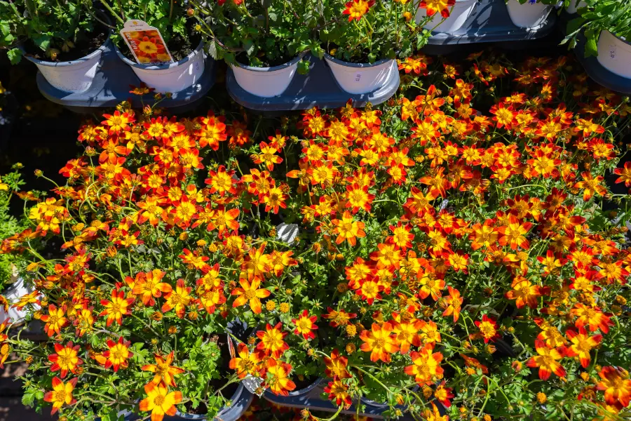 Bidens Annual Planter
