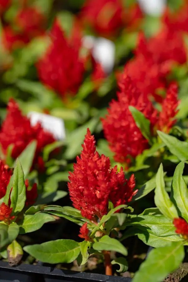 Celosia Annual Red